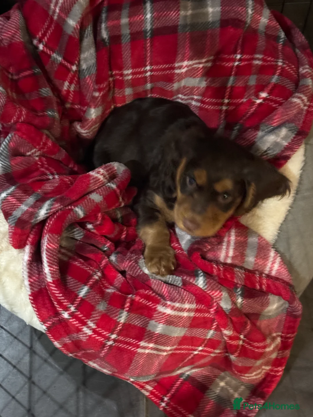 Cocker Spaniel dogs for stud: KC REGISTERED WORKING COCKER SPANIEL STUD - Advert 13