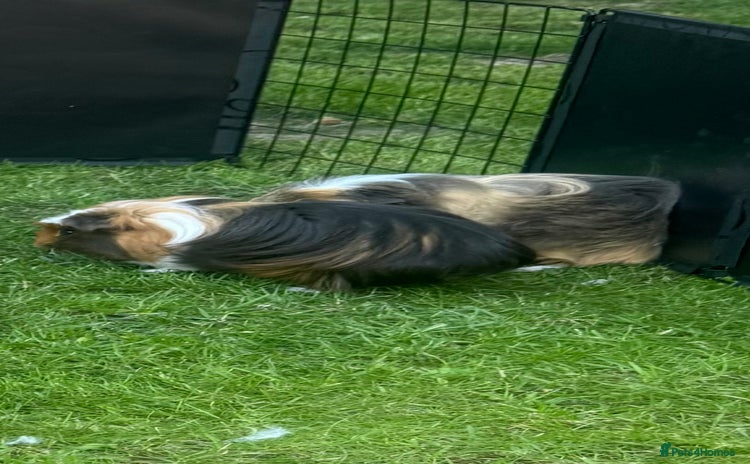 Guinea Pig rodents - Advert 8