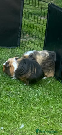 Guinea Pig rodents - Advert 2