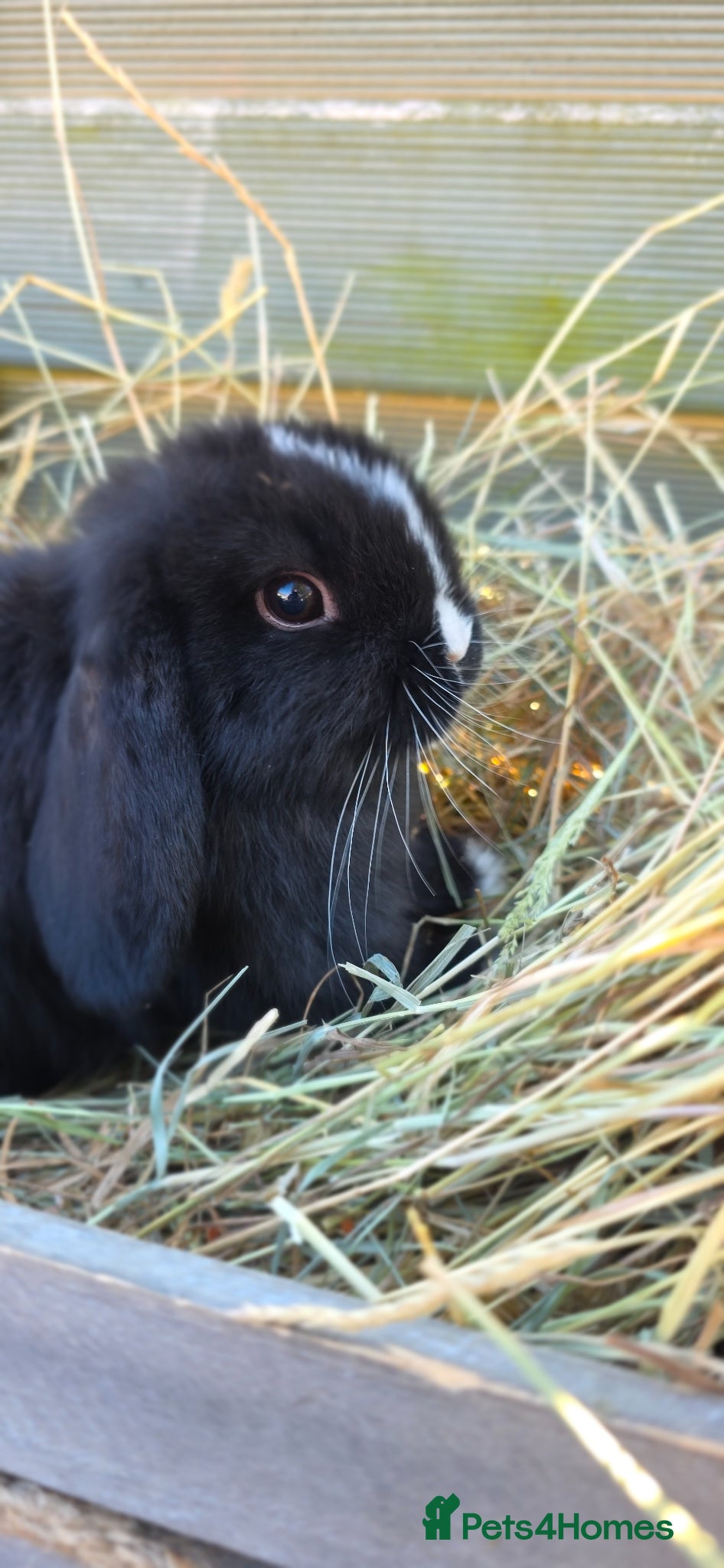 Mini Lop rabbits Minilop Babies  - Advert 2