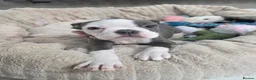 Boston Terrier dogs for sale: Health-Tested KC Registered Boston Terrier Puppies - Advert 8