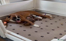 Boxer dogs for sale: Stunning beautiful Boxers - Advert 1