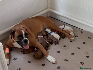 Boxer dogs for sale: Stunning beautiful Boxers - Advert 1