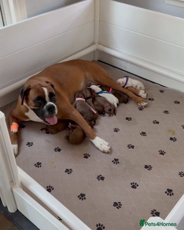 Boxer dogs Stunning beautiful Boxers - Advert 2