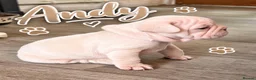 French Bulldog dogs for sale: KC French Bulldogs  - Advert 14