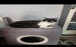 Domestic Shorthair cats for sale: For sale kittens - Image 6