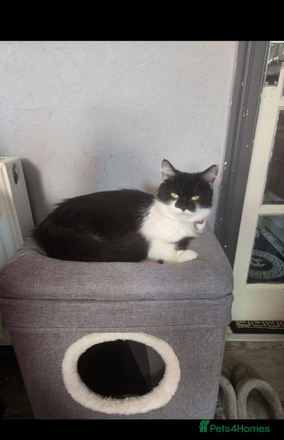 Domestic Shorthair cats for sale: For sale kittens - Image 6