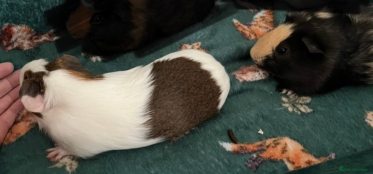 Guinea Pig rodents 2 male piggies - Advert 5