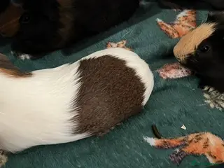 Guinea Pig rodents 2 male piggies - Advert 5