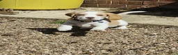 Beagle dogs for sale: Kc reg Charterwood /Davicard  Show winning    - Advert 1