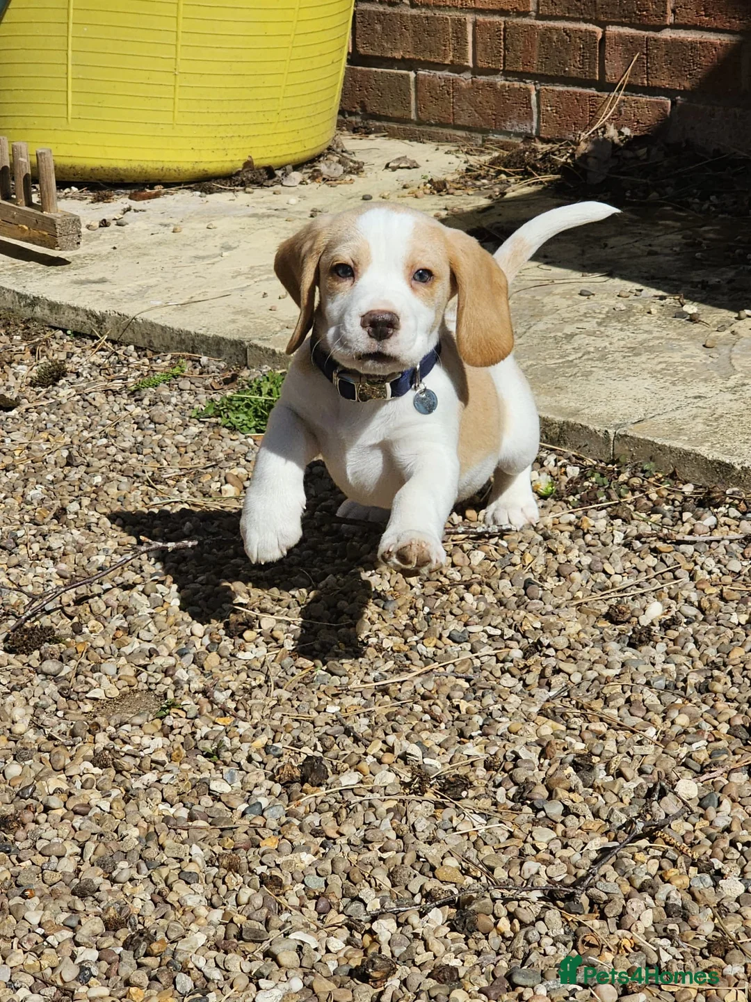Beagle dogs for sale: Kc reg Charterwood /Davicard  Show winning    - Advert 1