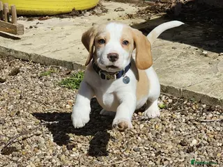 Beagle dogs Kc reg Charterwood /Davicard Show winning - Advert 15