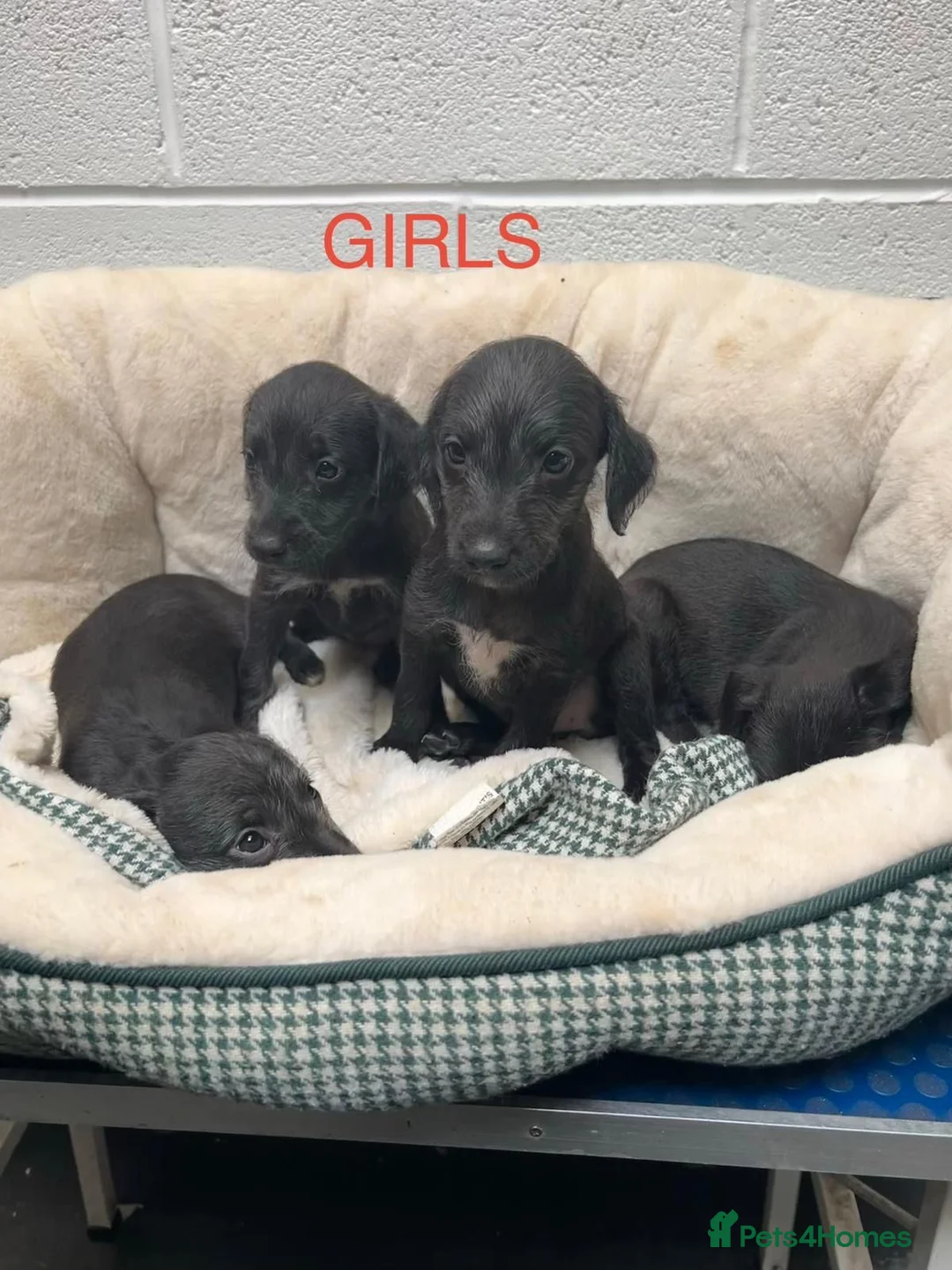Bedlington Terrier dogs for sale: Top Quality F1 Bedlington x Whippet Puppies - Advert 1