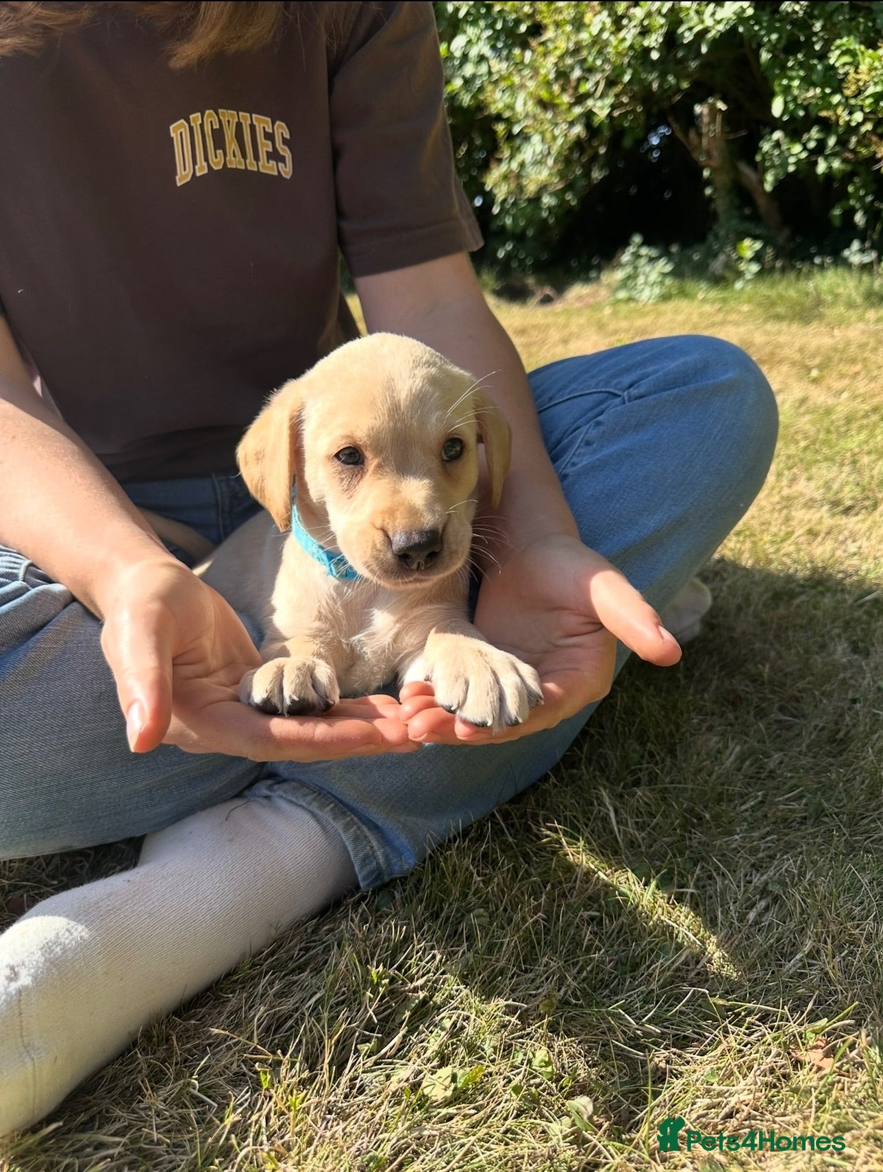 Labrador Retriever dogs Exceptional FTCH  Fully Health Tested Lab puppies  - Advert 2