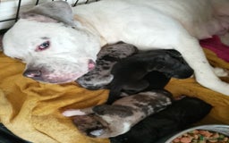 Mixed Breed dogs for sale: American BullyxDobermann Girl REDUCED this weekend - Image 4