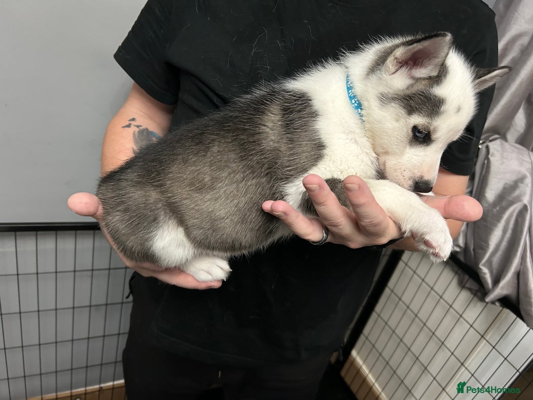 Siberian Husky dogs for sale: Beautiful Husky Puppies – Ready in 2 Weeks!  - Advert 14
