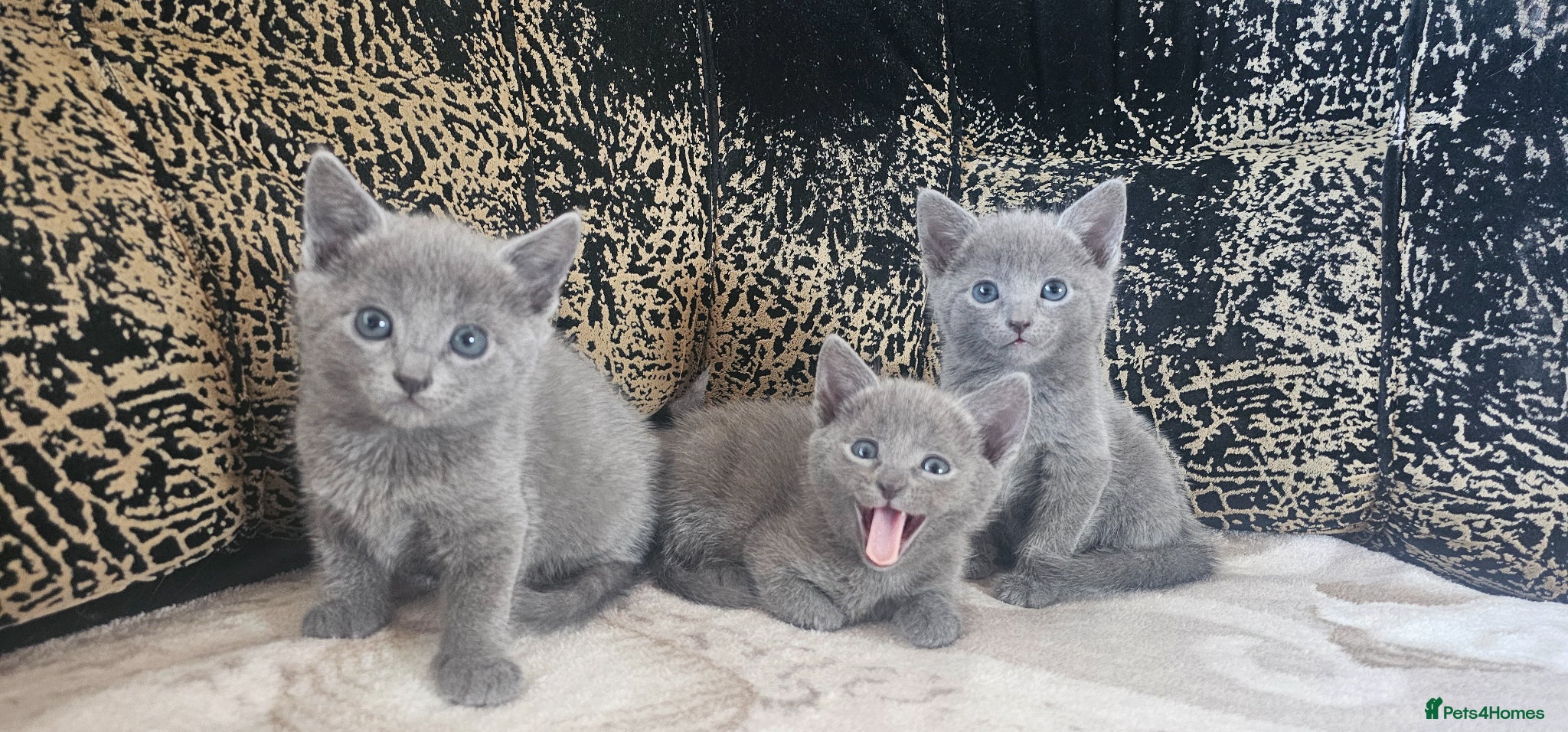 Russian Blue cats TICA reg full pedigree RUSSIAN BLUE kittens - Advert 1