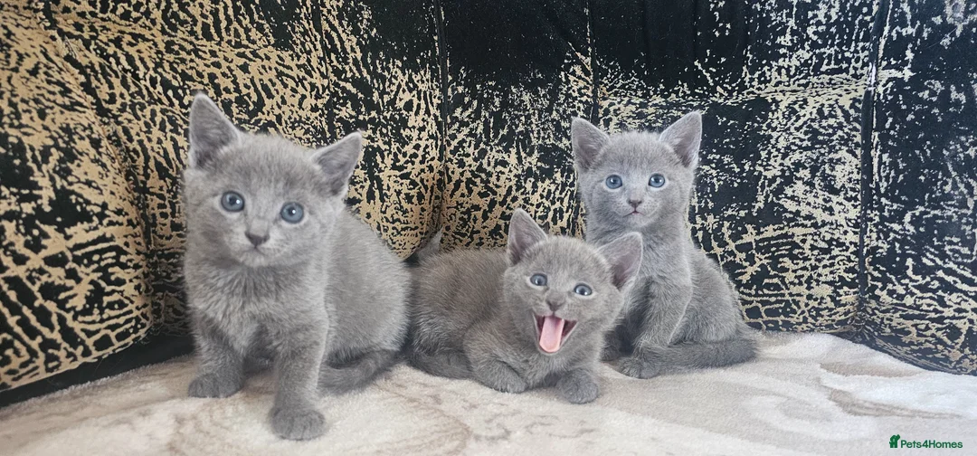 Russian Blue cats for sale: TICA reg full pedigree RUSSIAN BLUE kittens - Advert 1