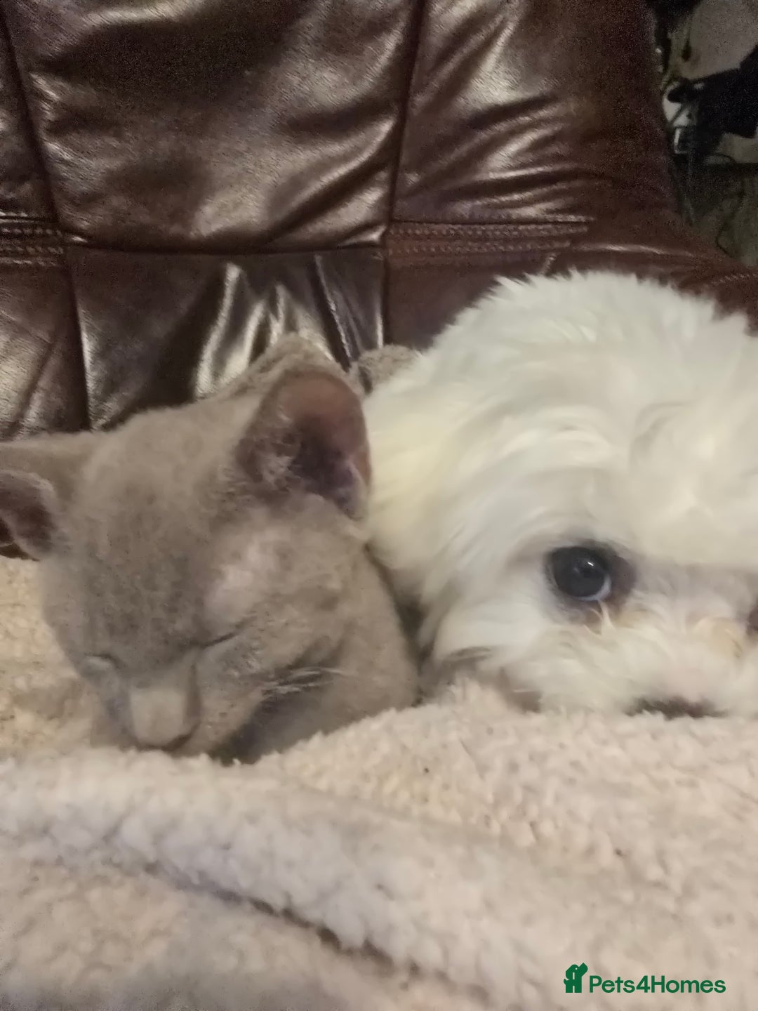 Mixed Breed cats for sale: Perfect boy - Image 8