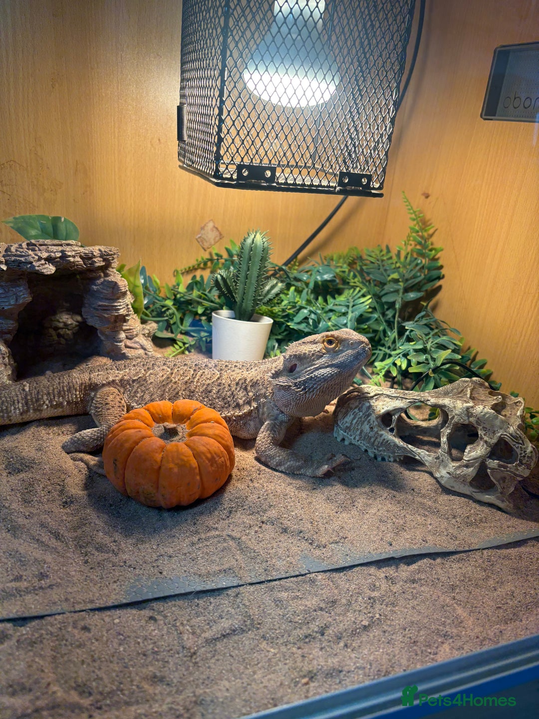 Bearded Dragon reptiles for sale: Bearded dragon & Viv  - Advert 5