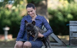 French Bulldog dogs for stud: International Champion French Bulldog for Stud - Image 18