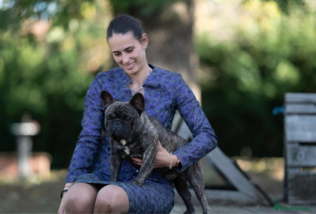 French Bulldog dogs for stud: International Champion French Bulldog for Stud - Image 18
