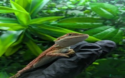 Bearded Dragon reptiles for sale: Hypo orange/red tiger bearded dragon - Image 2