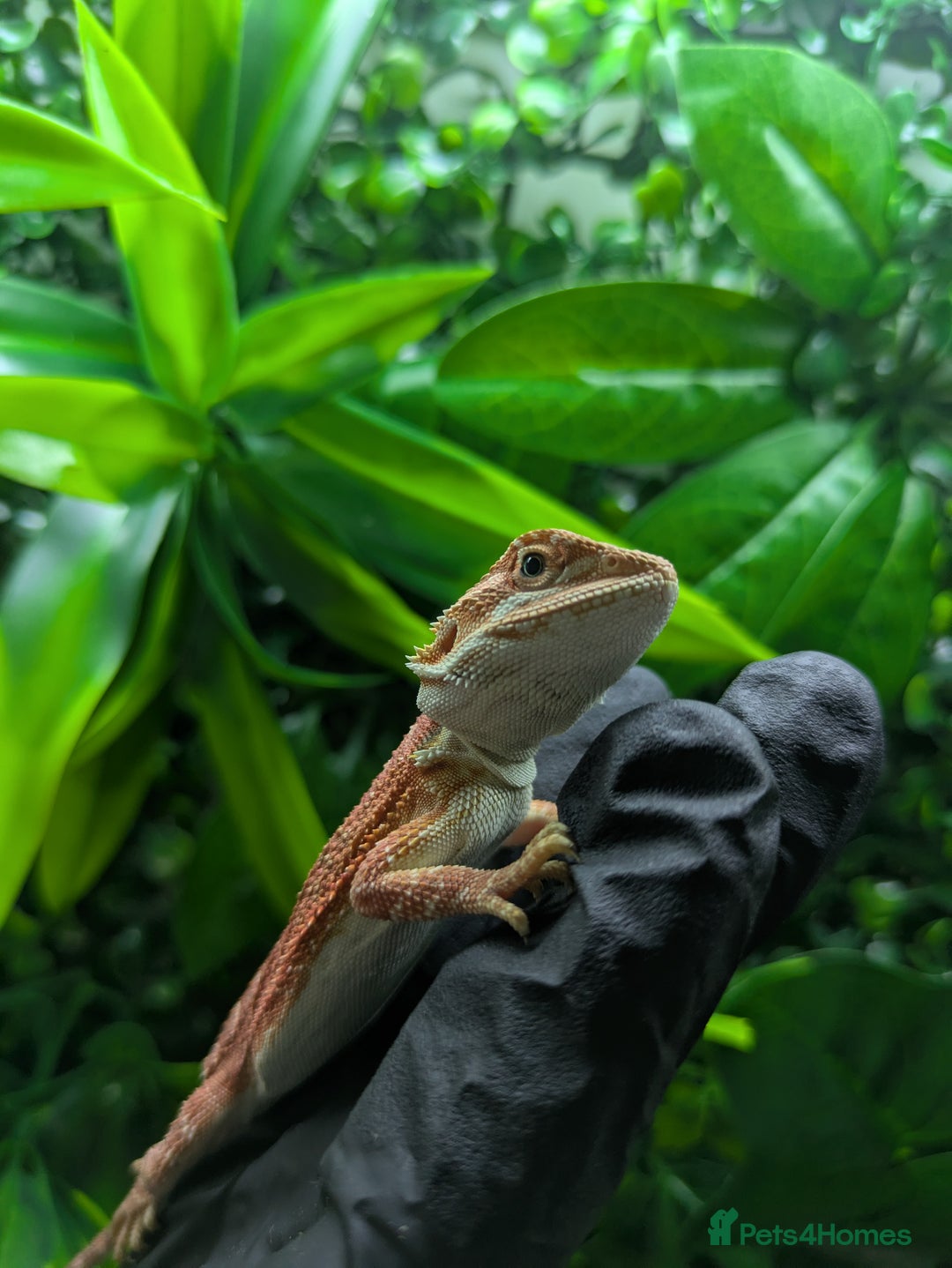 Bearded Dragon reptiles for sale: Hypo orange/red tiger bearded dragon - Image 2