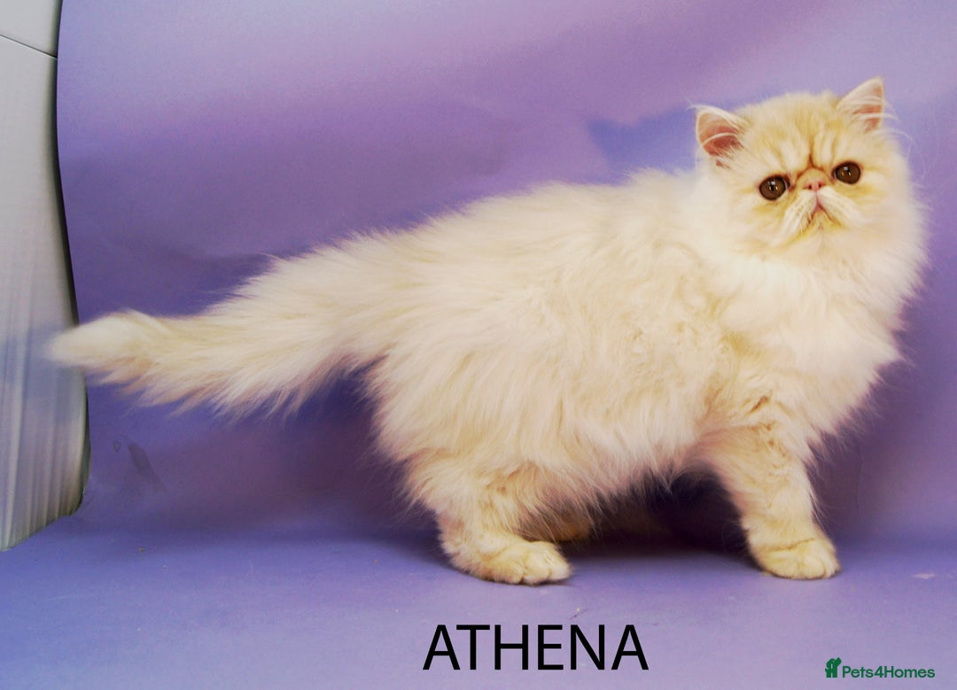 Persian cats for sale: GCCF Active - Show/Breed Quality Persian Females - Advert 2