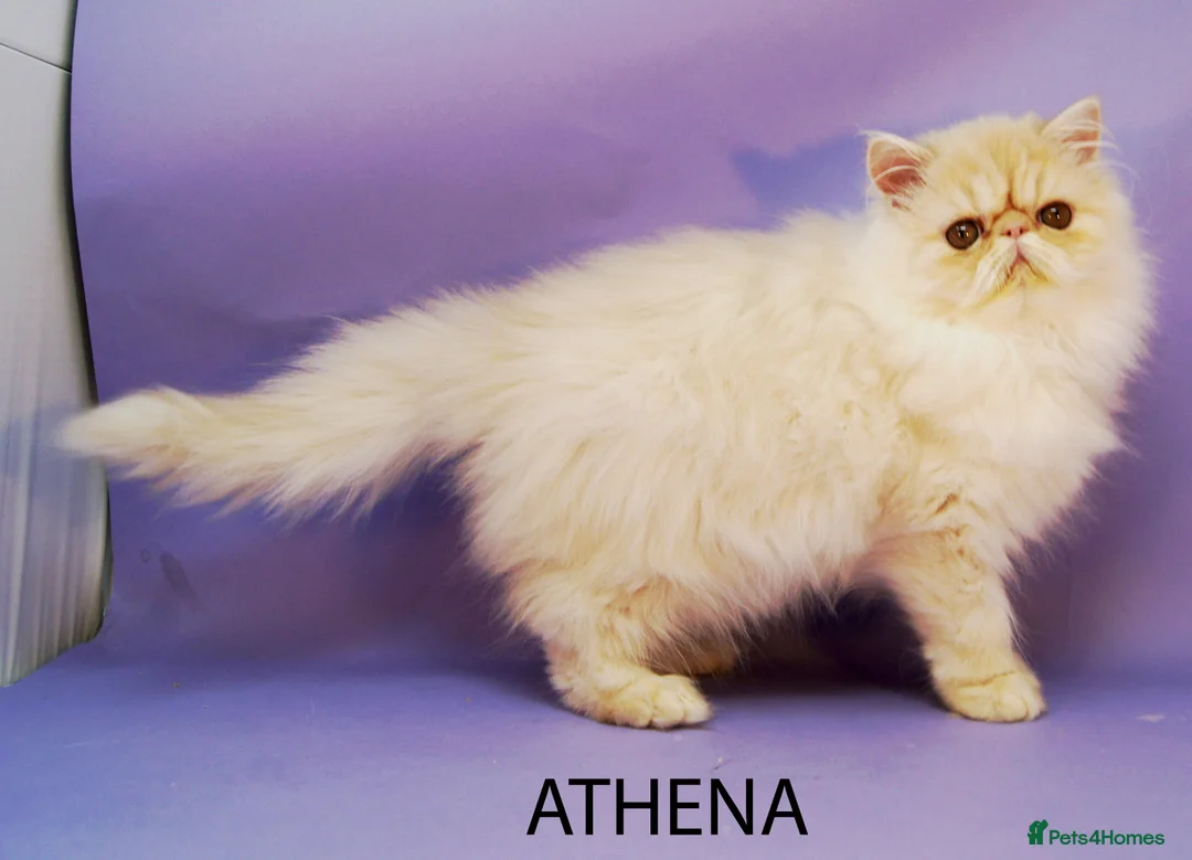 Persian cats for sale: KITTEN RESERVED, PLEASE SEE OUR OTHER KITTENS/CATS - Advert 2