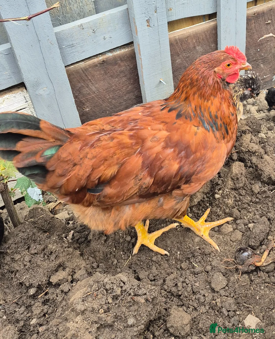 Pigeons birds for sale: 3 Healthy Brown Chickens for Sale! 🐔  - Advert 3