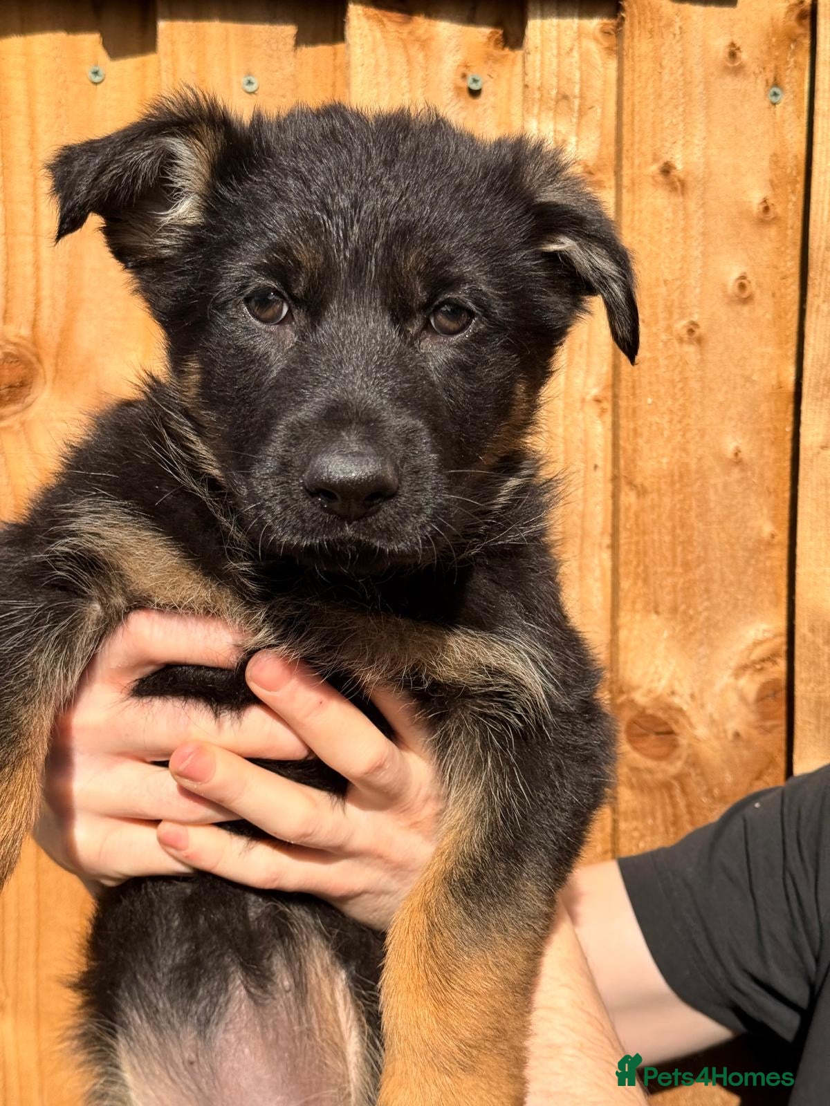 German Shepherd dogs Adorable Kc registered Gsd pups  - Advert 2