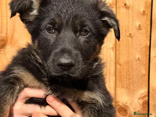 German Shepherd dogs Adorable Kc registered Gsd pups - Advert 1