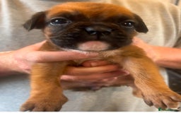 Boxer dogs for sale: Gorgeous litter of tailed and bob tailed boxers  - Image 13