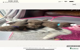British Shorthair cats for stud: Lilac GCCF active stud Manchester  in Manchester - Image 28