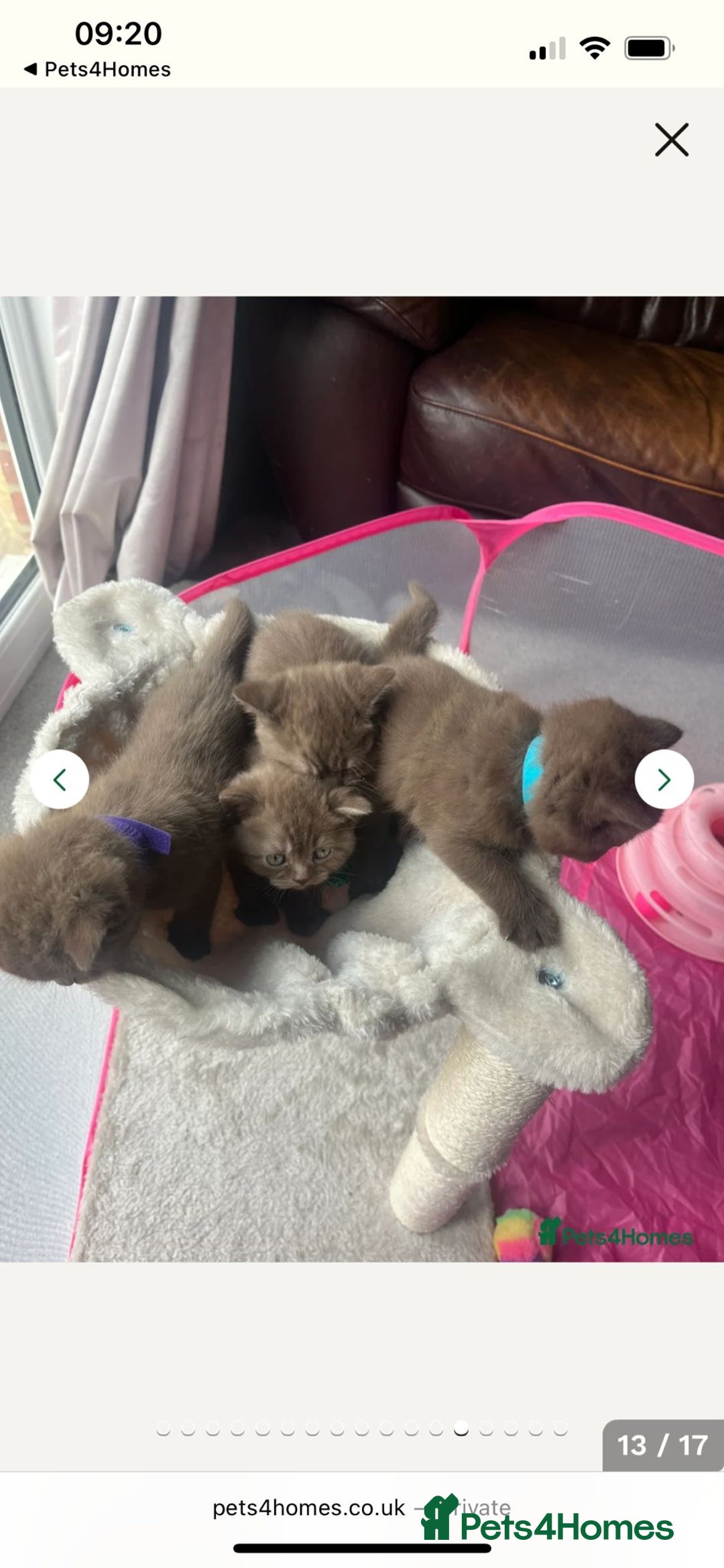 British Shorthair cats for stud: Lilac GCCF active stud Manchester  in Manchester - Image 28