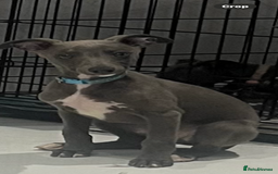 Whippet dogs for sale: 9 weeksold blue whippets ready to leave  - Image 12