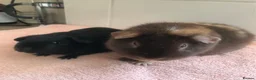 Guinea Pig rodents for sale: Retired Teddy Sow - Black Sow & Tweed Boar - Advert 1