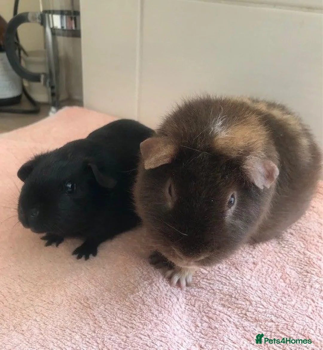 Guinea Pig rodents for sale: Retired Teddy Sow - Black Sow & Tweed Boar - Advert 1