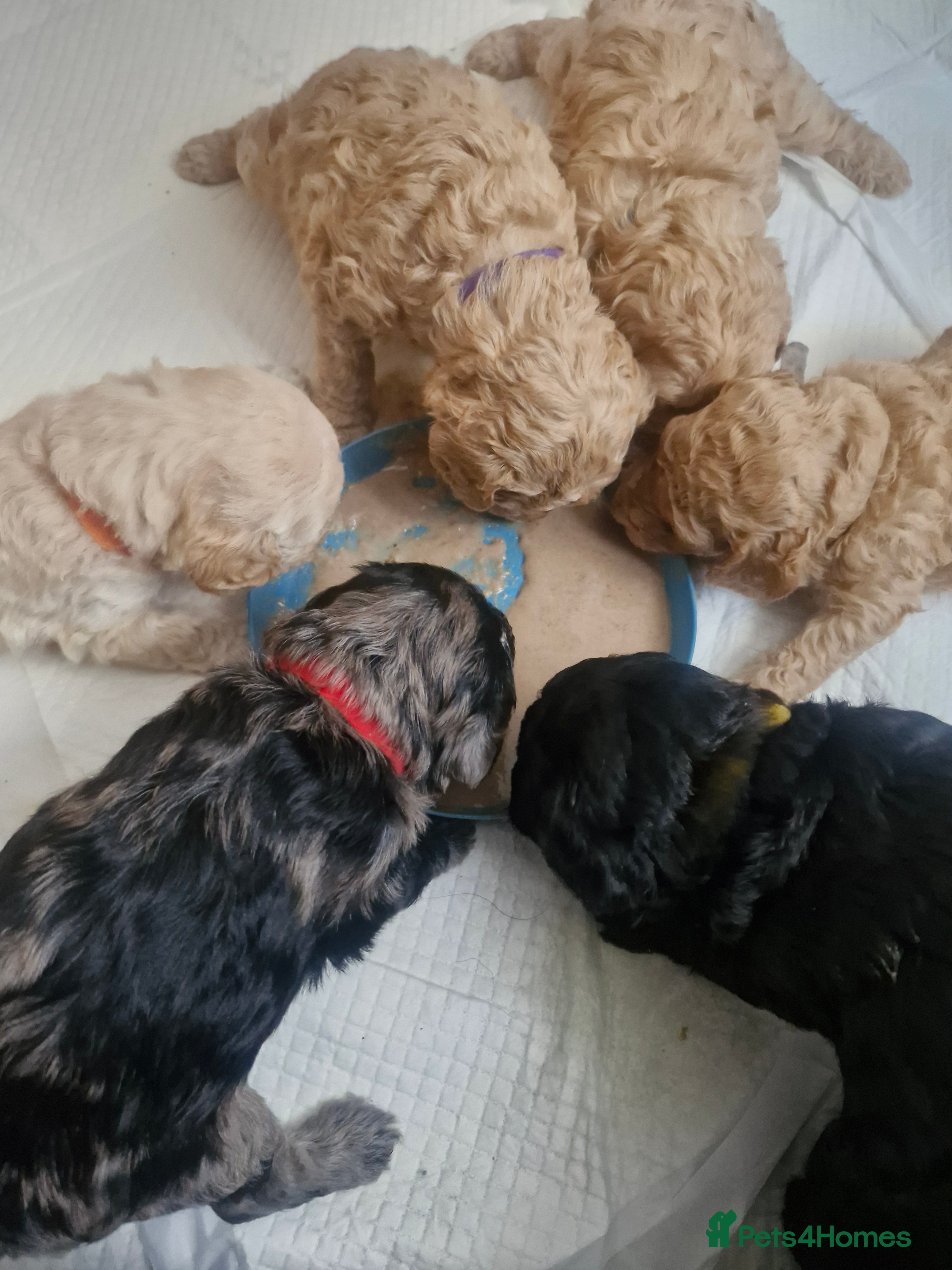 Labradoodle dogs Minuature labradoodle puppies  - Advert 4