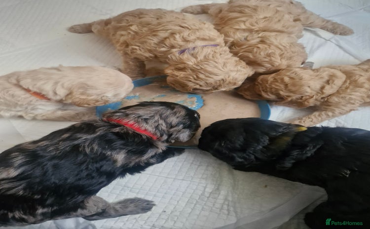 Labradoodle dogs Adorable Minuature labradoodle puppies - Advert 5