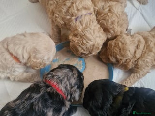 Labradoodle dogs Adorable Minuature labradoodle puppies - Advert 3