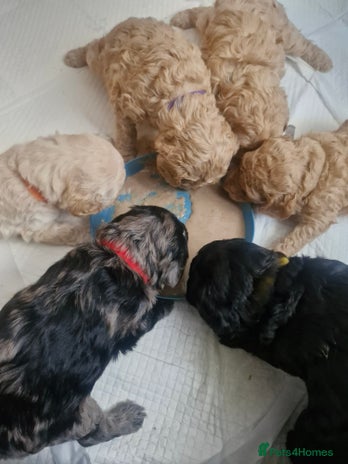 Labradoodle dogs Adorable Minuature labradoodle puppies - Advert 5