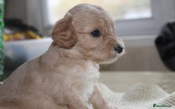 Cavapoo dogs for sale: Iconic cavapoo litter health tested parentage  - Advert 2