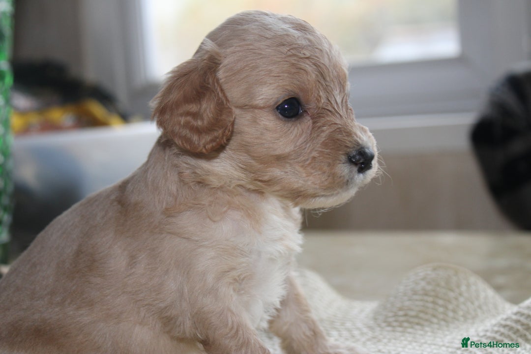 Cavapoo dogs for sale: Iconic cavapoo litter health tested parentage  - Advert 2