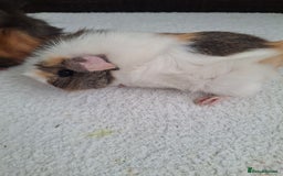 Guinea Pig rodents for sale: Baby Female Guineapigs  - Image 4