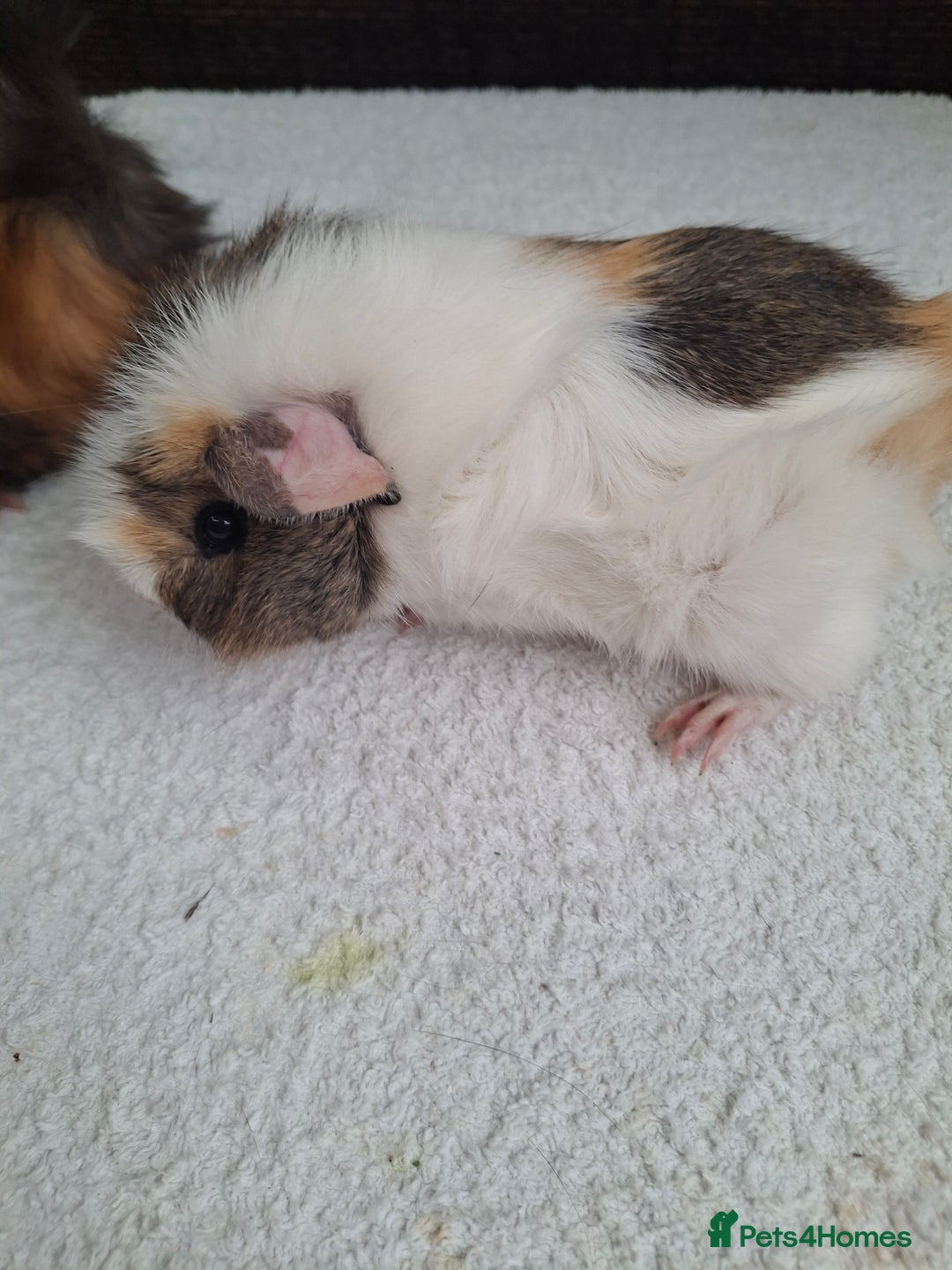 Guinea Pig rodents for sale: Baby Female Guineapigs  - Image 4
