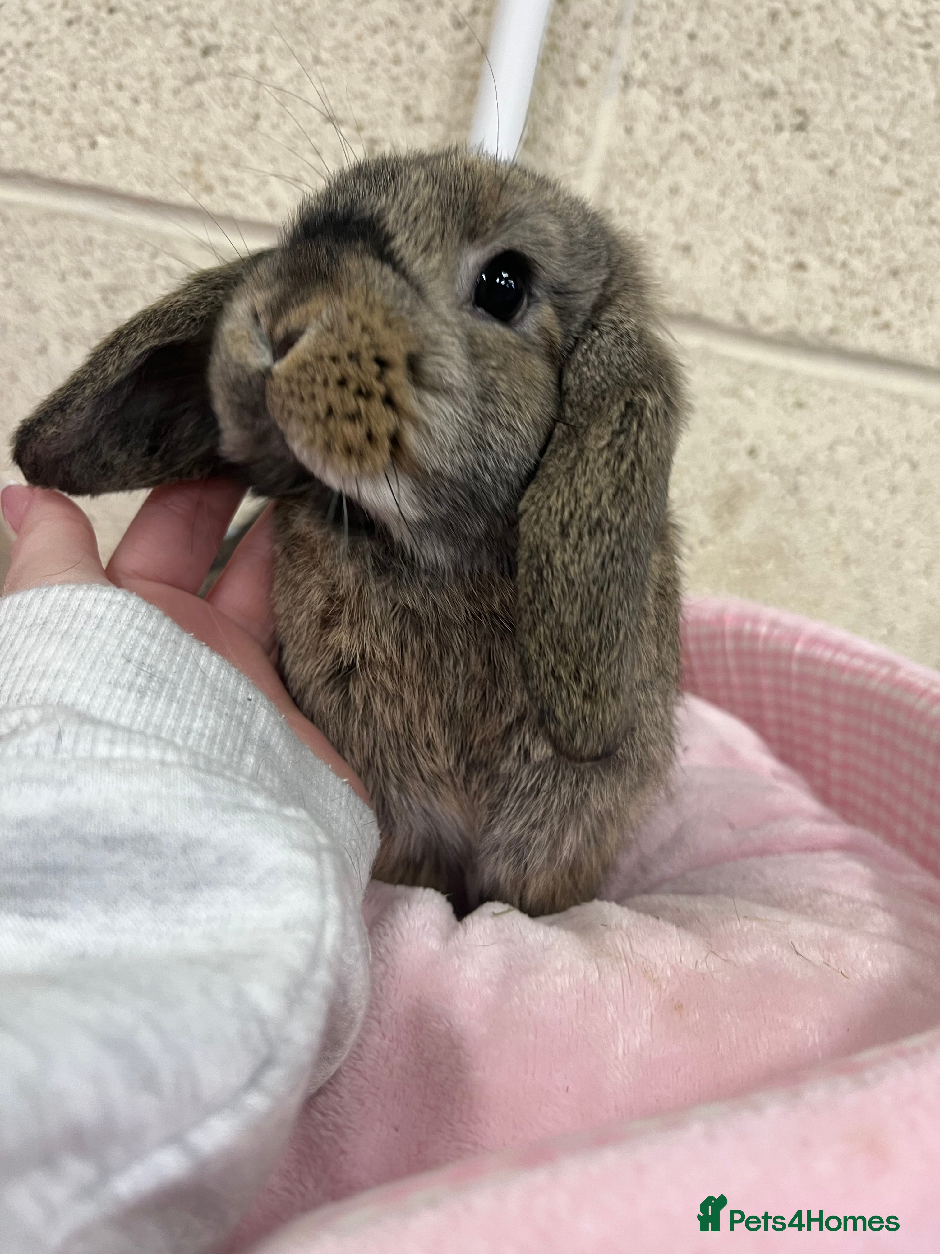 Mini Lop rabbits  Mini Lop Bunny Ready Now  - Advert 8