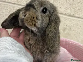 Mini Lop rabbits Mini Lop Bunny Ready Now - Advert 8