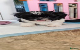 Shih Tzu dogs for sale: Shih Tzu puppies 1 boy available Redy Now!!! - Image 16